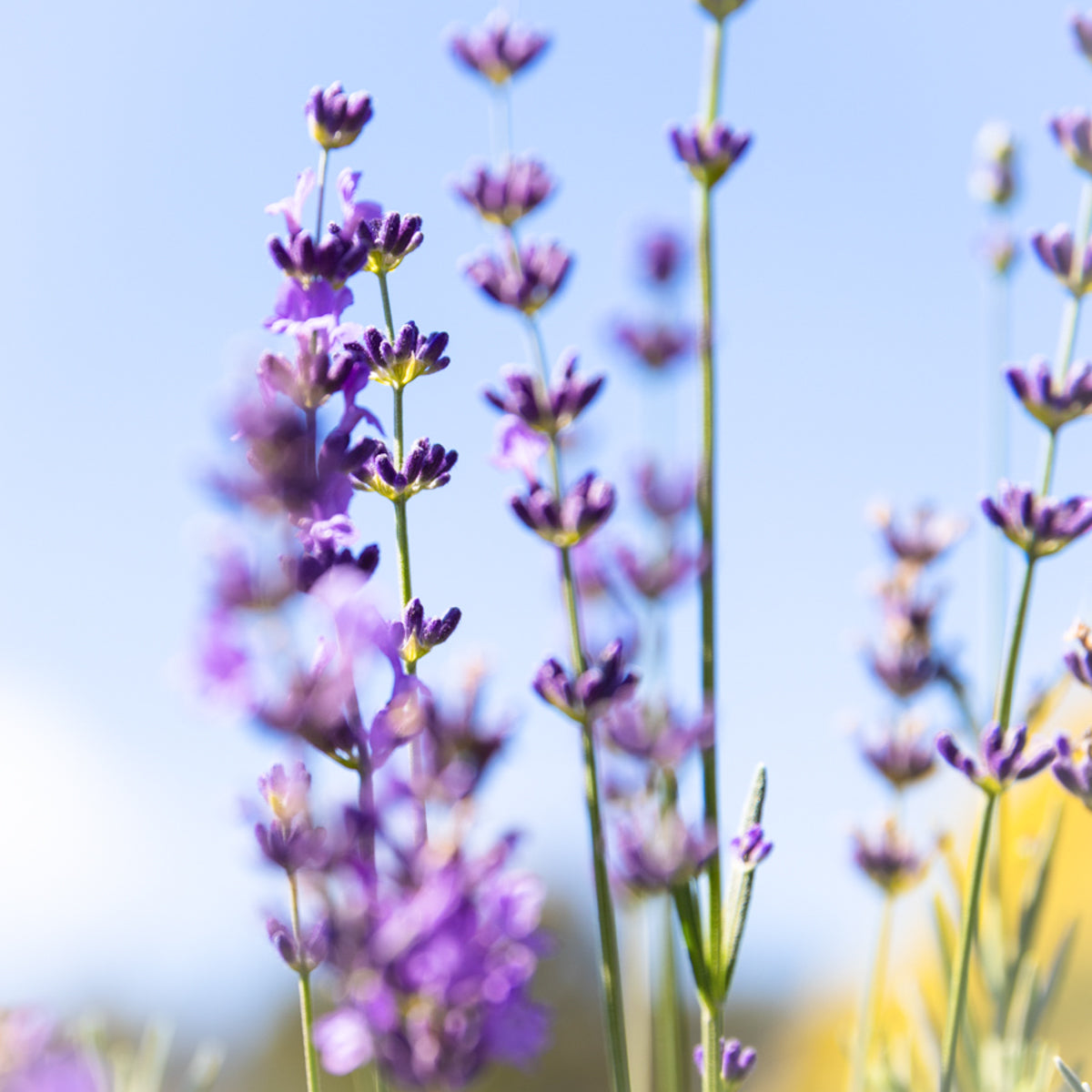 Lavender Pure Essential Oil for Aromatherapy, Relaxation & Sleep - 100% Natural Therapeutic Grade for Diffusers, Massage & Skincare