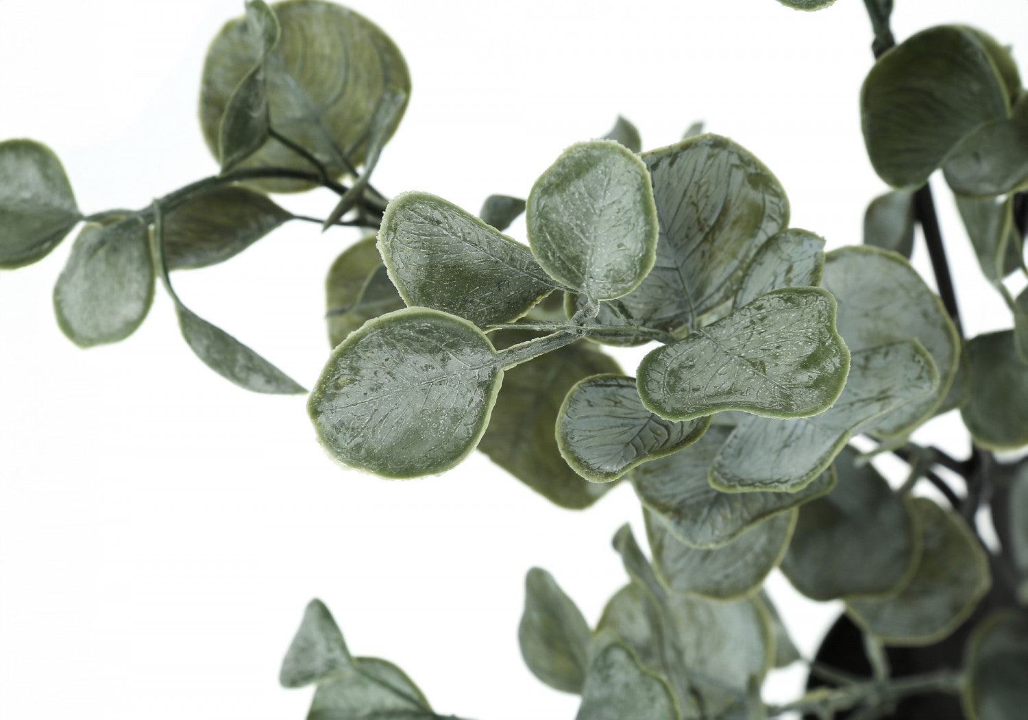 35 Eucalyptus Plant with 5 Black Pots - Fresh Green Indoor/Outdoor Decor for Home, Office, and Garden