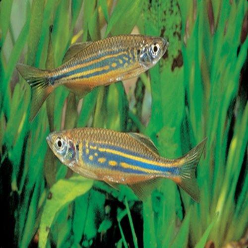 Giant Danio (Devario malabaricus) - Live Freshwater Aquarium Fish for Tropical Tanks & Community Aquascaping