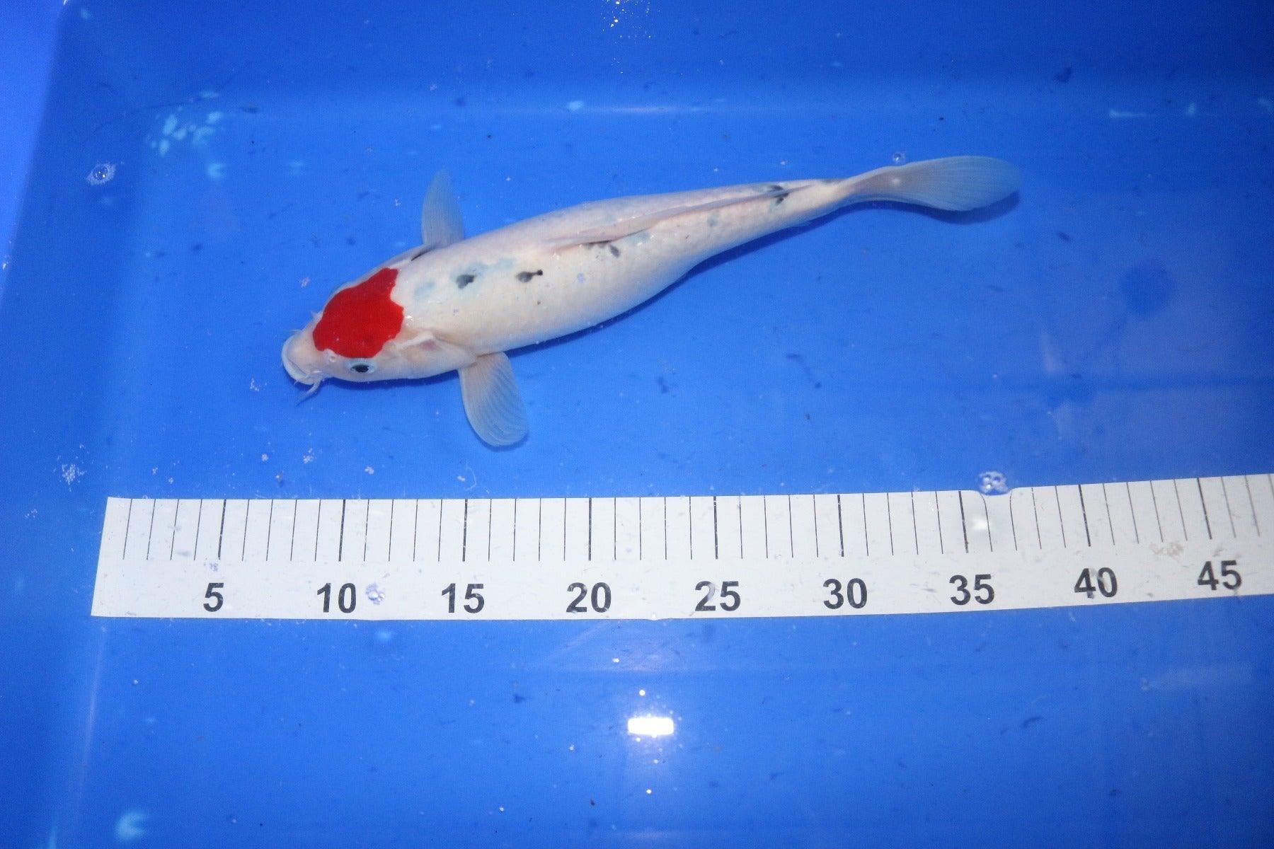 Tancho Bekko Koi Fish 10-12 Inch - Premium Japanese Koi for Ponds & Water Gardens - Perfect for Outdoor Decor & Aquatic Landscaping