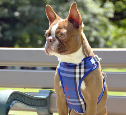 Pretty Paw Step-in Dog Harness - Adjustable & Breathable Pet Vest for Small to Medium Dogs - Perfect for Walking, Training & Outdoor Adventures