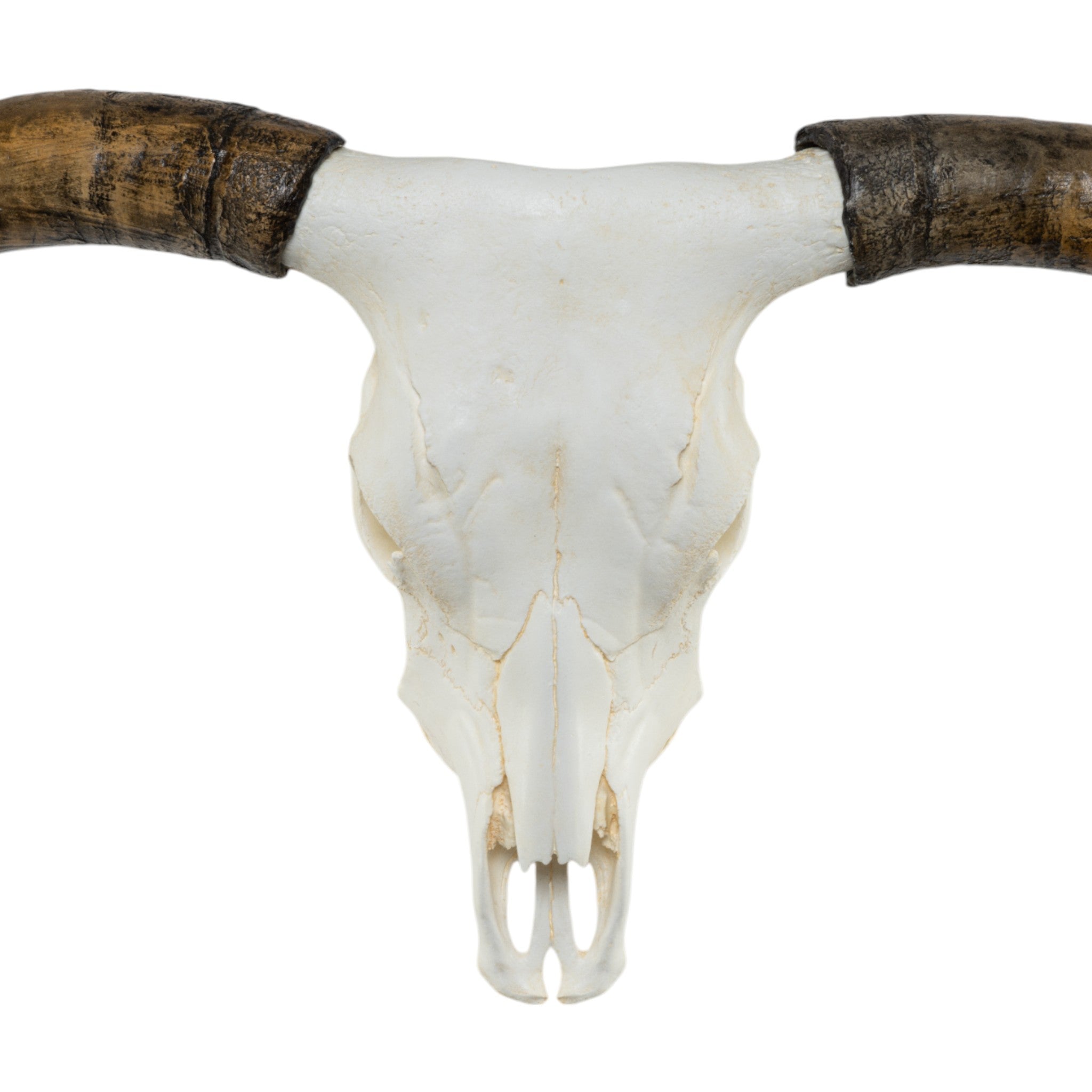 Authentic Replica Longhorn Skull Wall Decor - Western Home & Ranch Decor for Living Room, Man Cave, or Office
