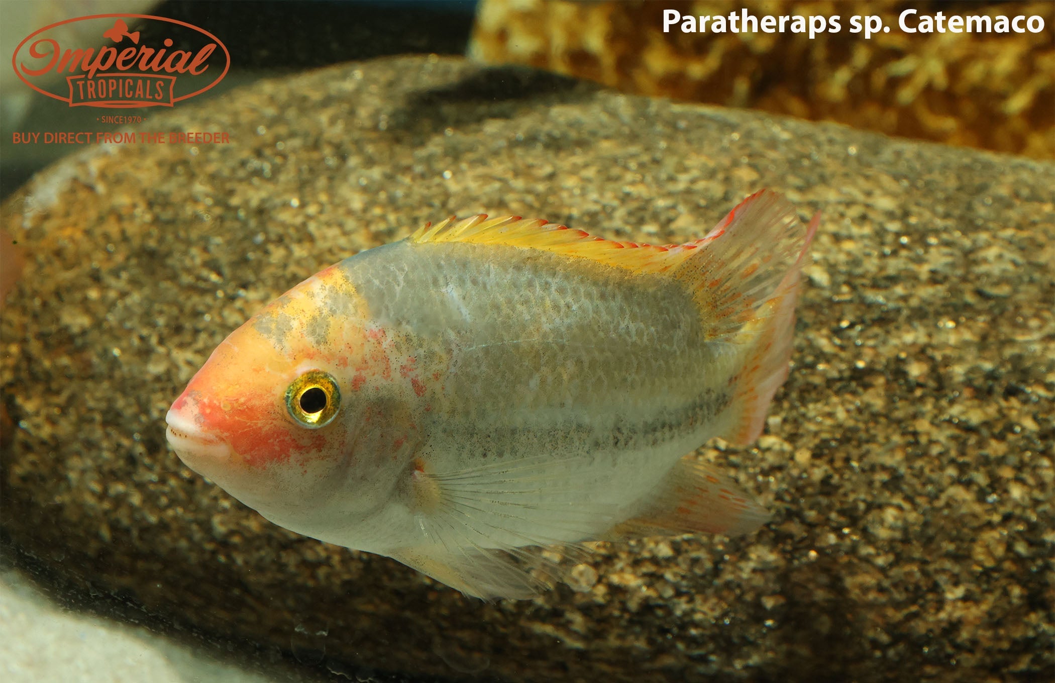 Paratheraps Sp. Catemaco Cichlid Fish - Live Freshwater Aquarium Fish for Tanks & Ponds | Perfect for Tropical Fish Enthusiasts & Home Aquascaping