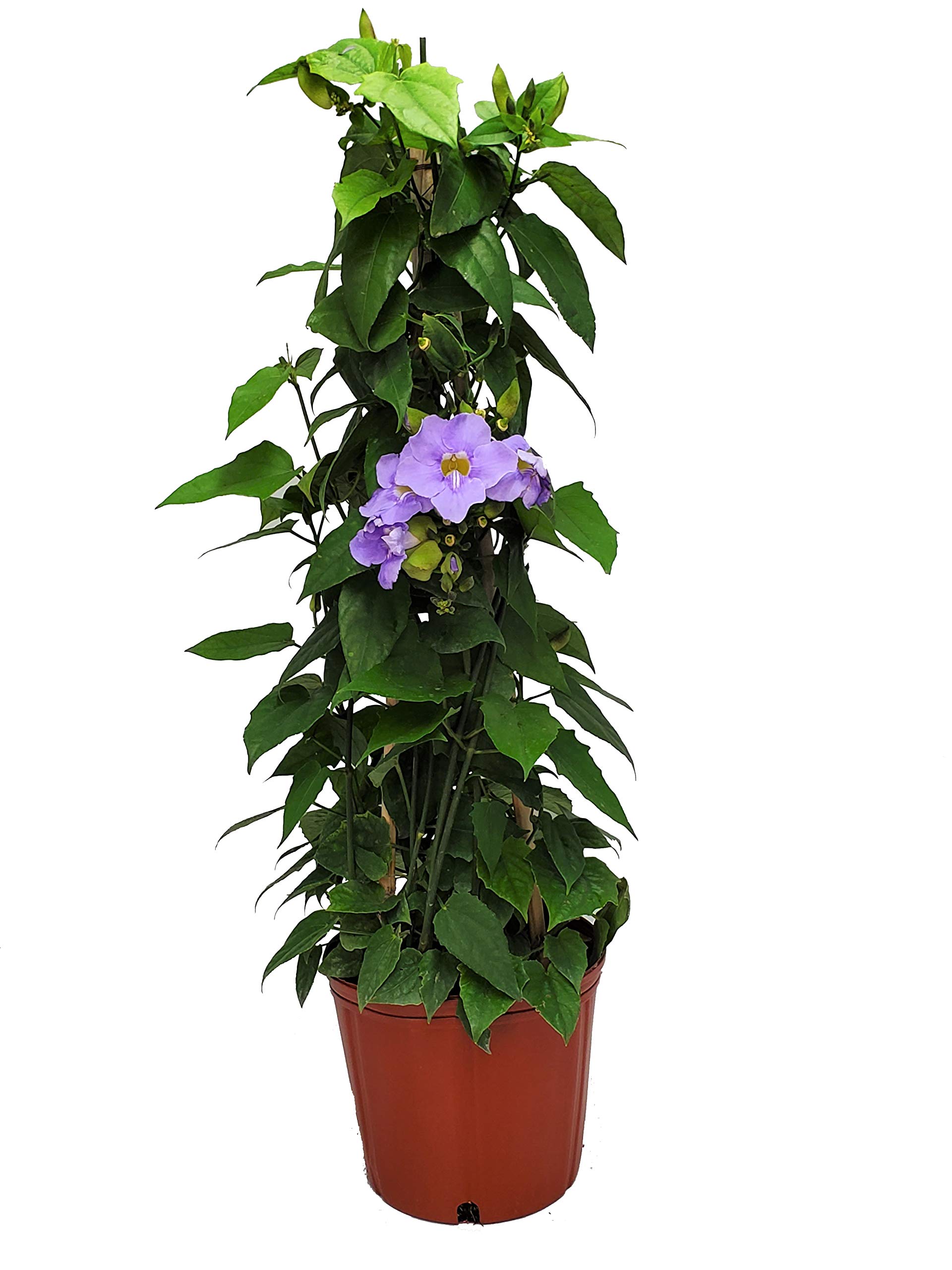 Live Sky Vine Plant Trellis - Thunbergia Purple Flowering Tropical Plant for Florida Gardens - 36