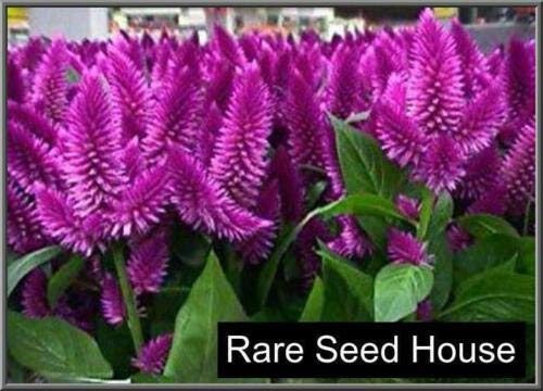 Dark Purple Tall Feather Celosia Flower Seeds (50 Count) - Vibrant Annual Garden Flowers for Borders, Bouquets & Cut Flower Arrangements