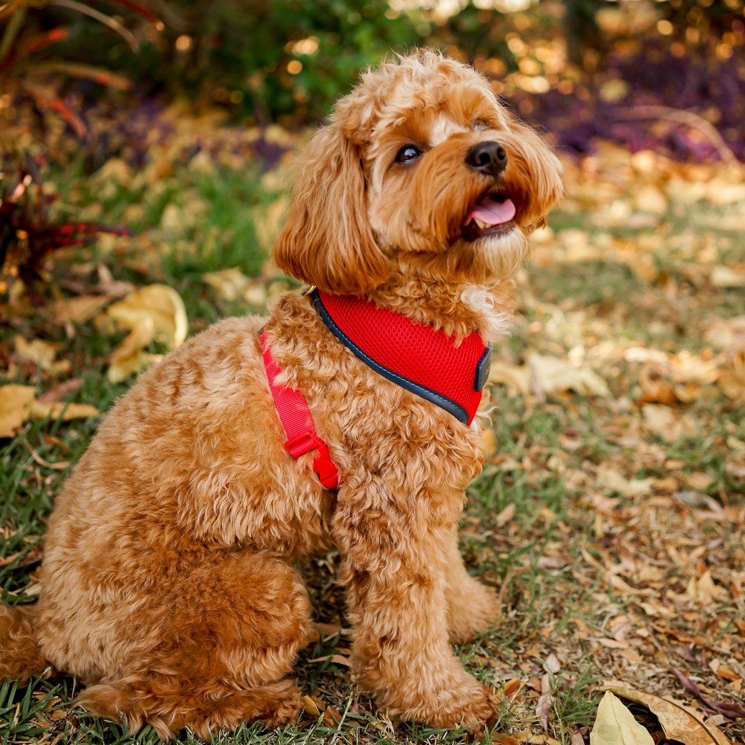 Premium Red Dog Harness with Navy Trim - Adjustable & Reflective for Safety - Perfect for Walking, Running & Outdoor Adventures
