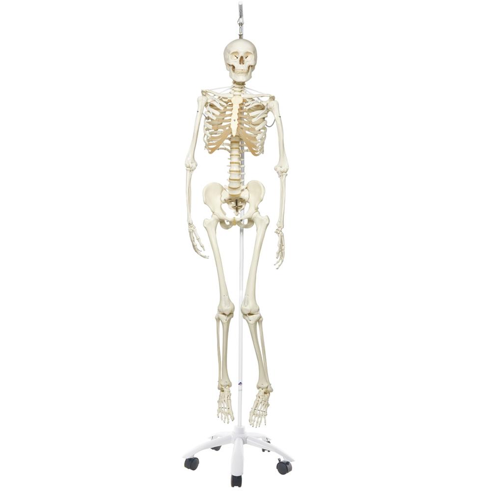 Posable Functional Skeleton Model - Frank Anatomical Figure for Medical Education & Halloween Decor | Perfect for Classroom, Doctor Office & Haunted House Displays