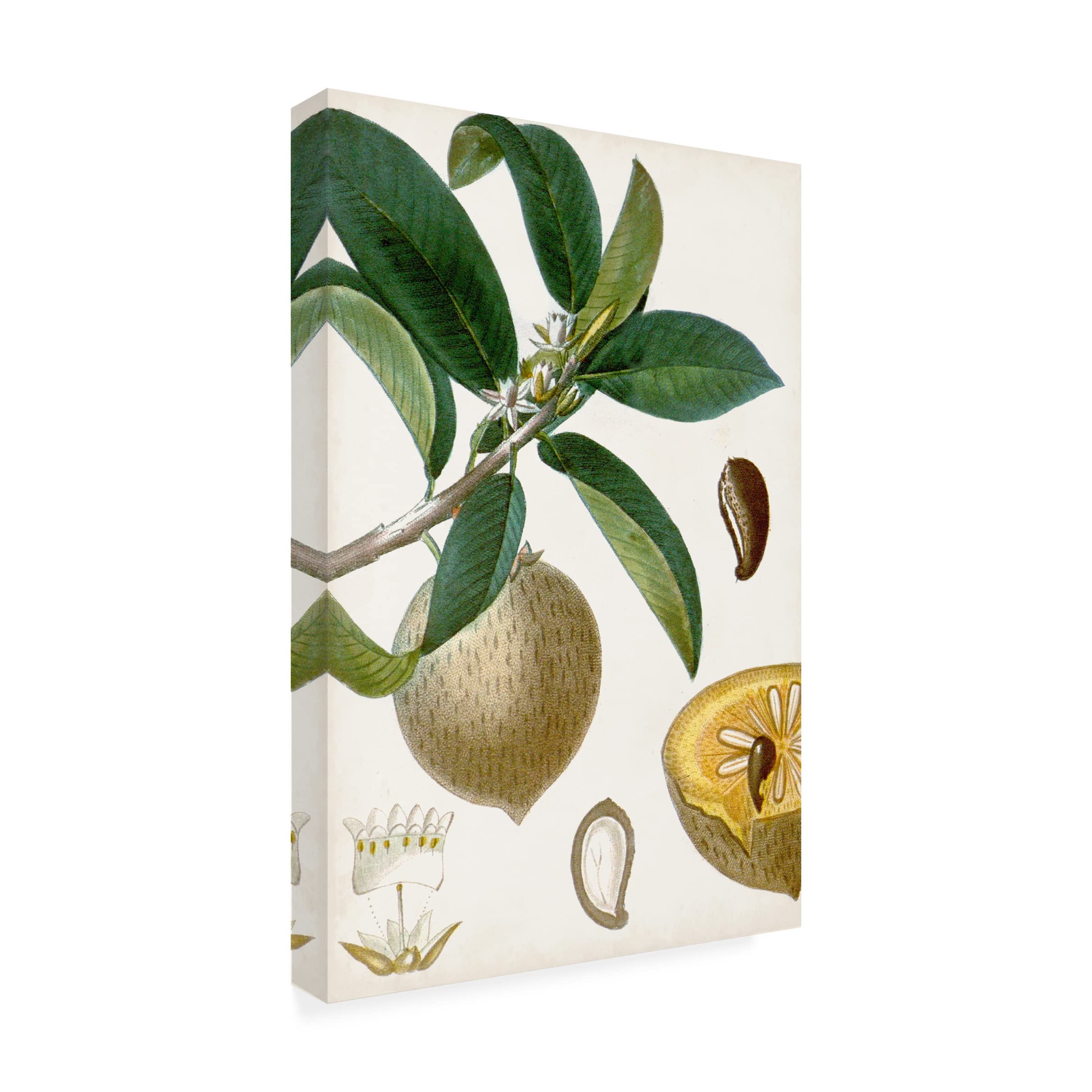 Trademark Fine Art 'Turpin Tropical Fruit I' Canvas Wall Art Print - Vibrant Tropical Fruit Painting for Home & Office Decor, Living Room, Bedroom, Kitchen