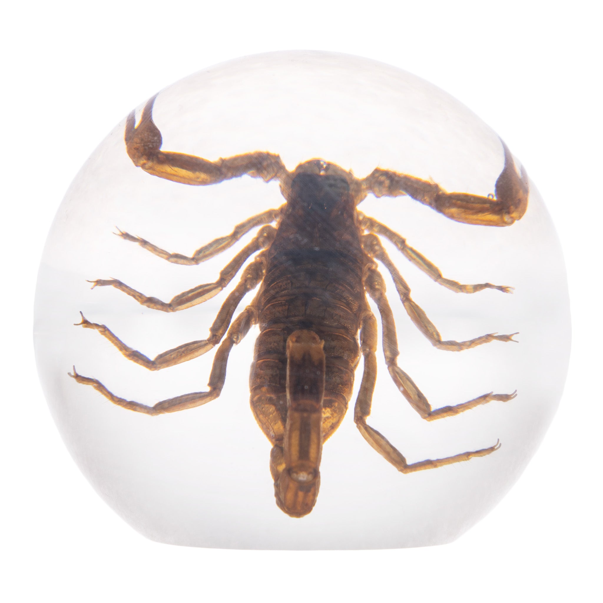 Real Golden Scorpion Encased in Clear Acrylic Sphere - Unique Collectible Display for Home Decor, Office Desk, or Science Classroom