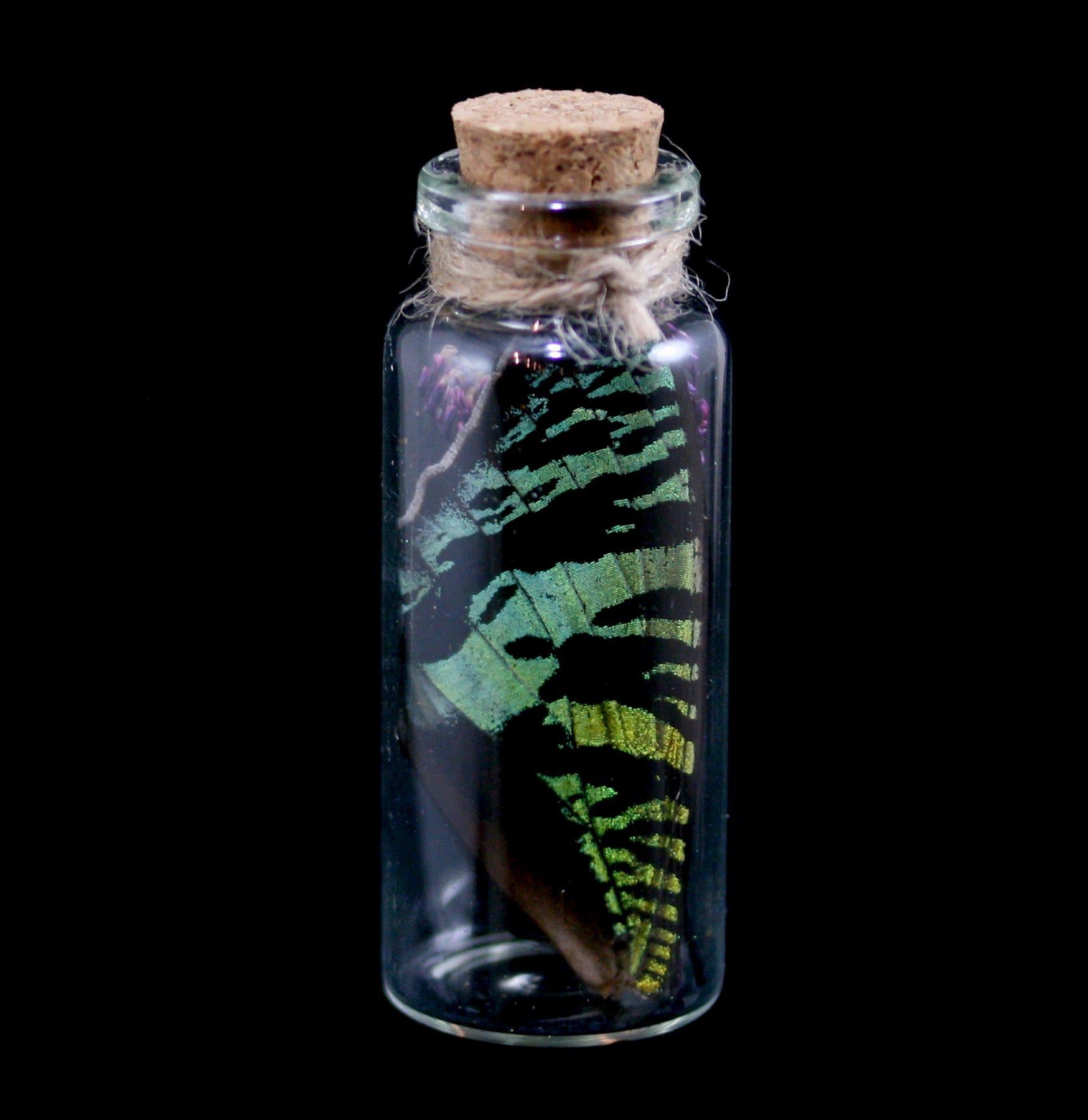 Butterfly Wing in Glass Bottle - Unique Decorative Collectible for Home, Office & Gift Giving - Perfect for Nature Lovers & Science Enthusiasts