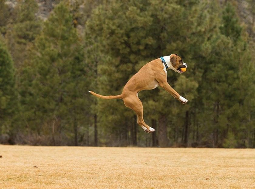 **Ruffwear® Huckama® Dog Toy Ball for Fetch - Durable Red Chew-Resistant Ball for Active Dogs - Perfect for Outdoor Play, Training & Beach Fun**