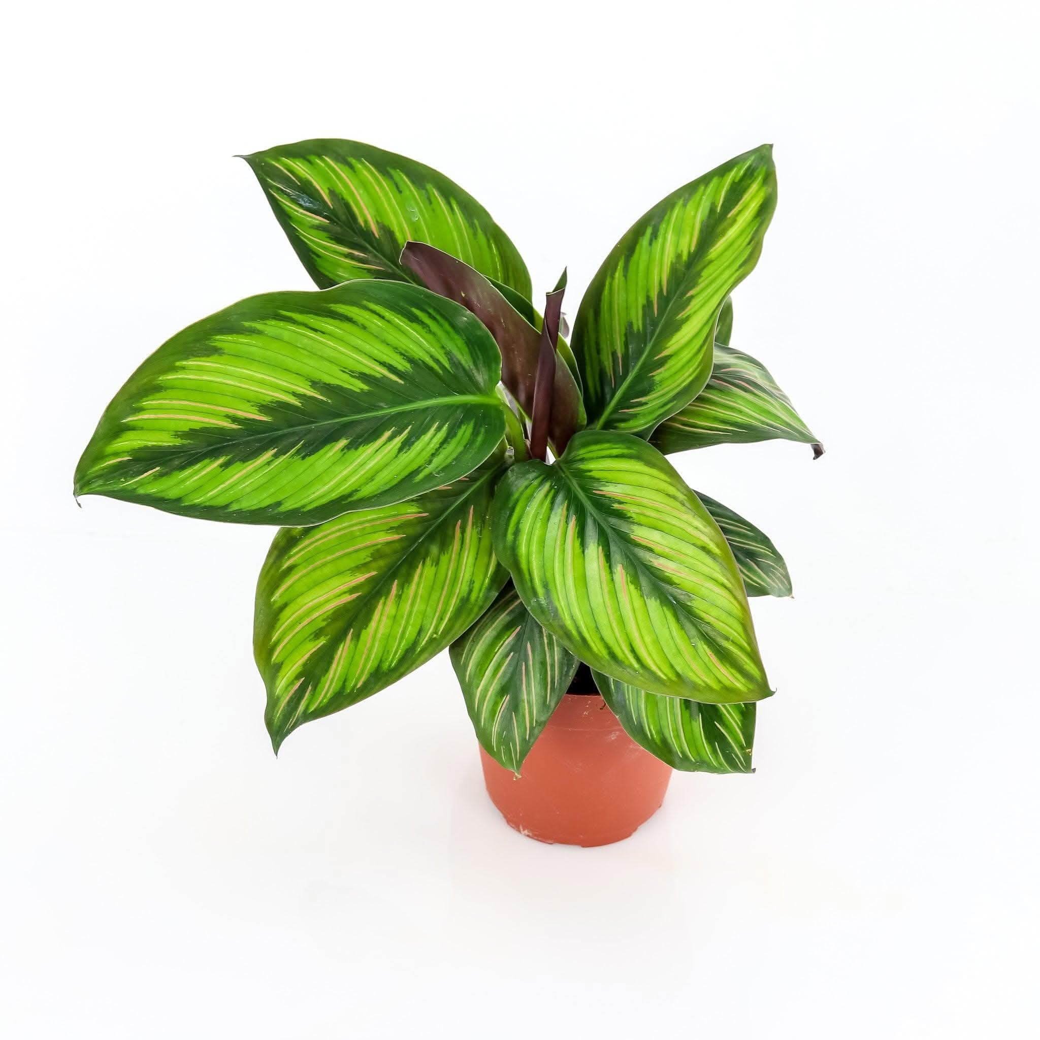 Calathea Beauty Star Prayer Plant - Low Light Indoor Houseplant for Home & Office Decor - Perfect for Living Room, Bedroom, or Workspace