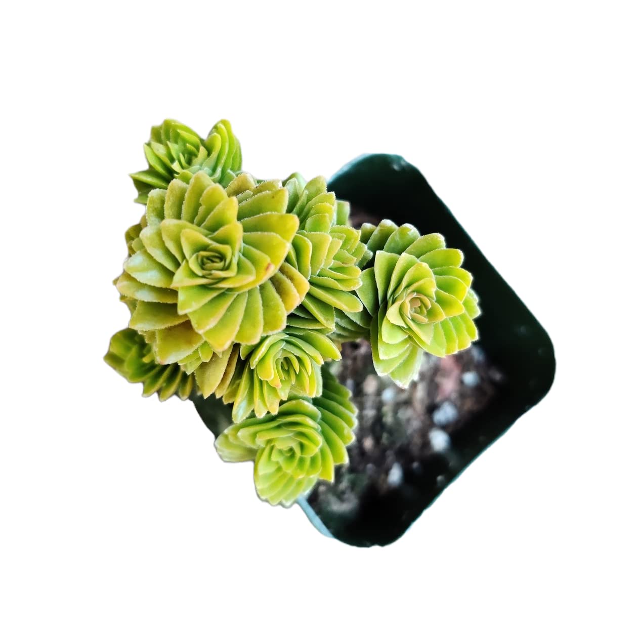 Live Succulent Cactus Plants - Crassula Estagnol Spiralis in 2 Inch Pot | Low Maintenance Indoor Houseplants for Home Decor, Office Desk & Gift Ideas