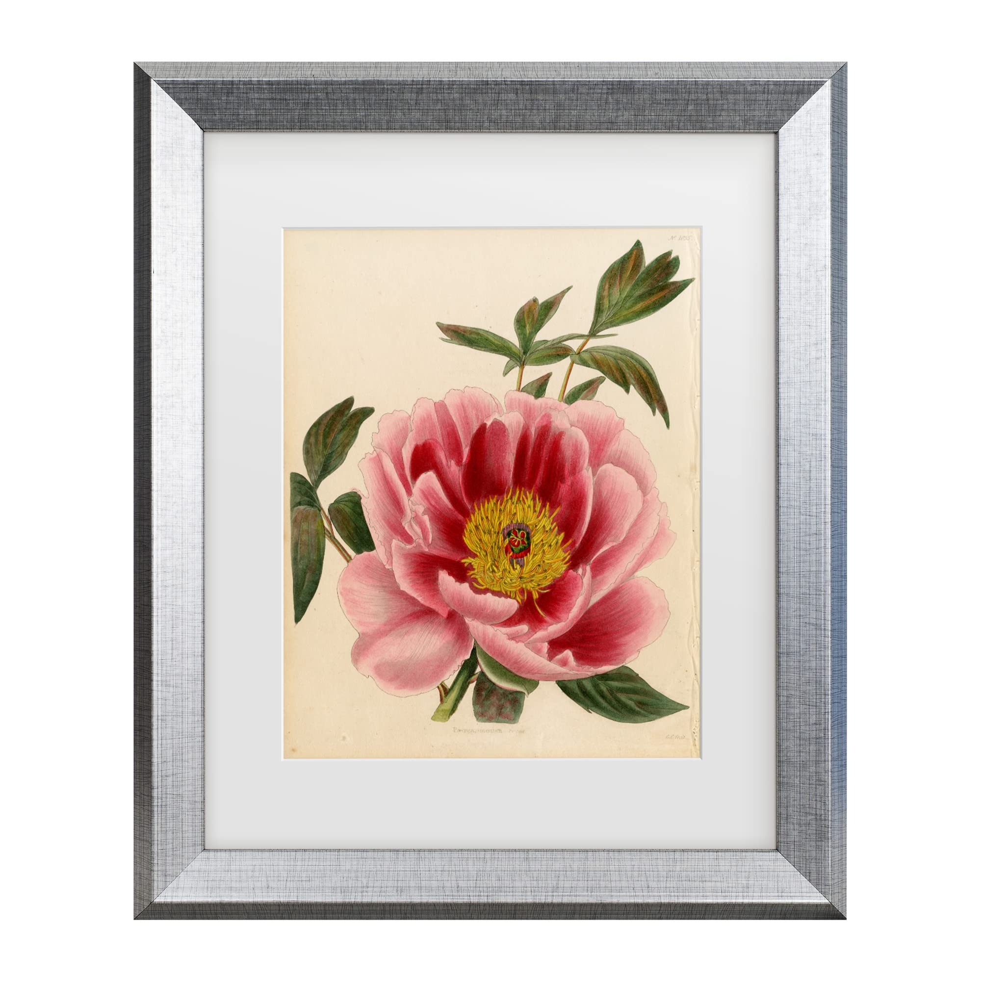 Trademark Fine Art 'Paeonia Montan' Floral Canvas Wall Art Print - Handmade Home Decor for Living Room, Bedroom & Office