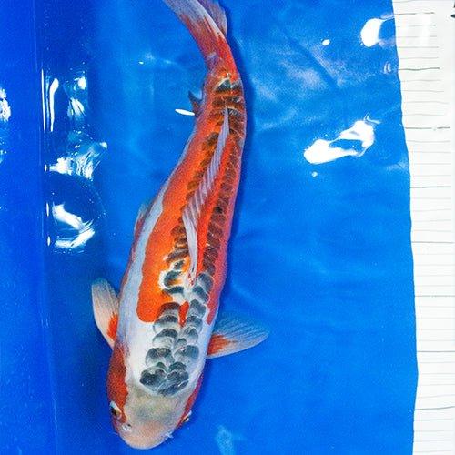 Premium Hand-Selected Koi Fish - 28 Stunning Varieties for Ponds & Water Gardens | Perfect for Outdoor Decor & Relaxation