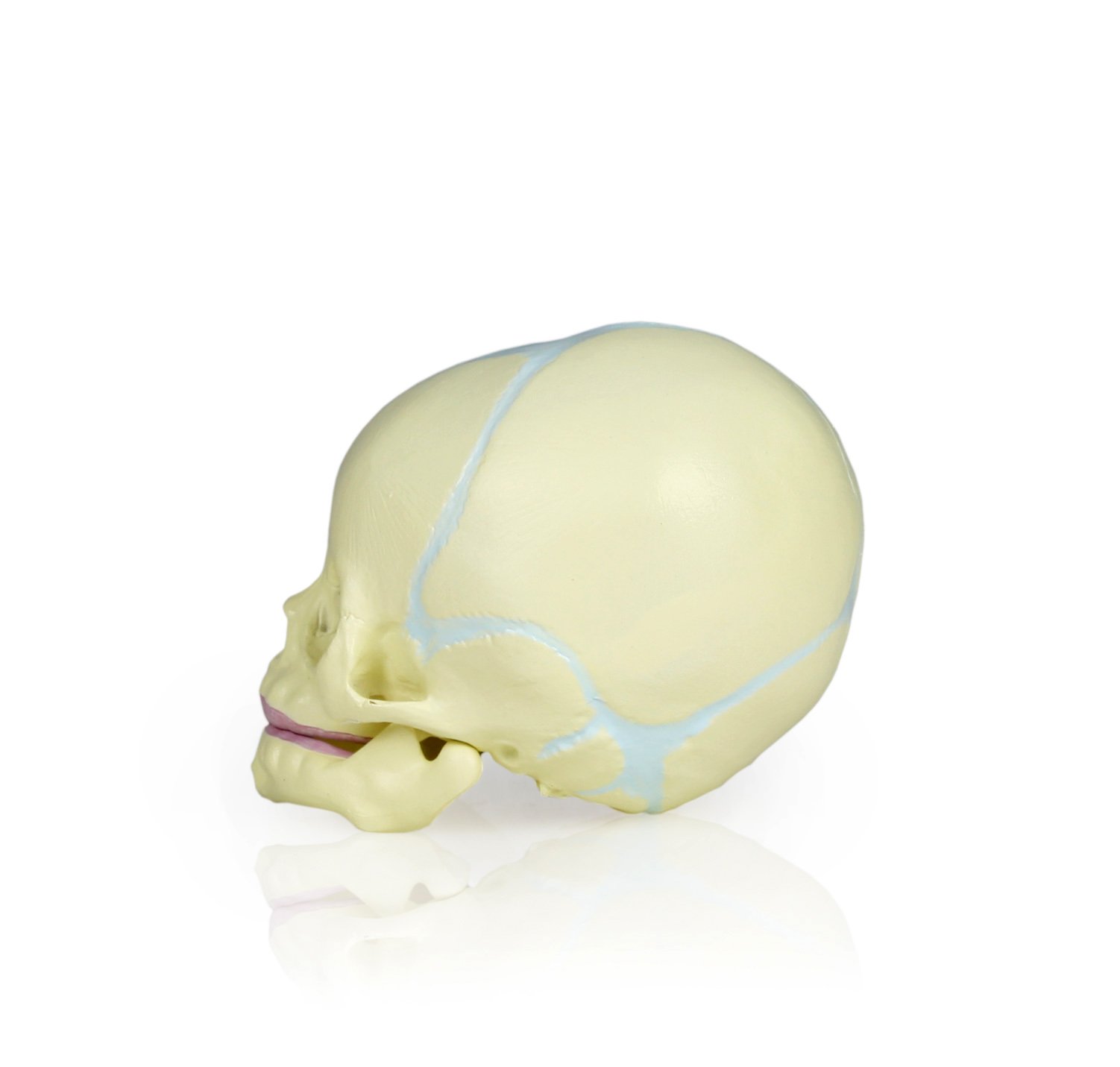 Life-Size Human Fetal Skull Model - 30th Week Pregnancy Development | Shows Cranial & Facial Features, Fontanels & Bone Formation | Perfect for Medical Education, Anatomy Study & Science Classrooms