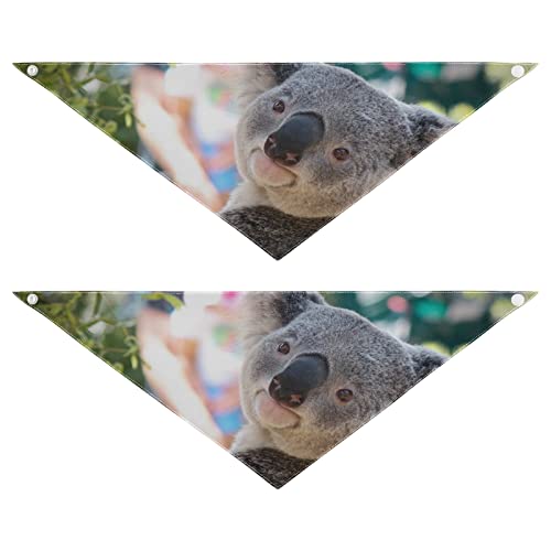 Animal Koala Gray