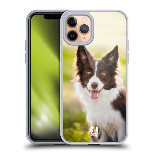 Brown Border Collie In Summer