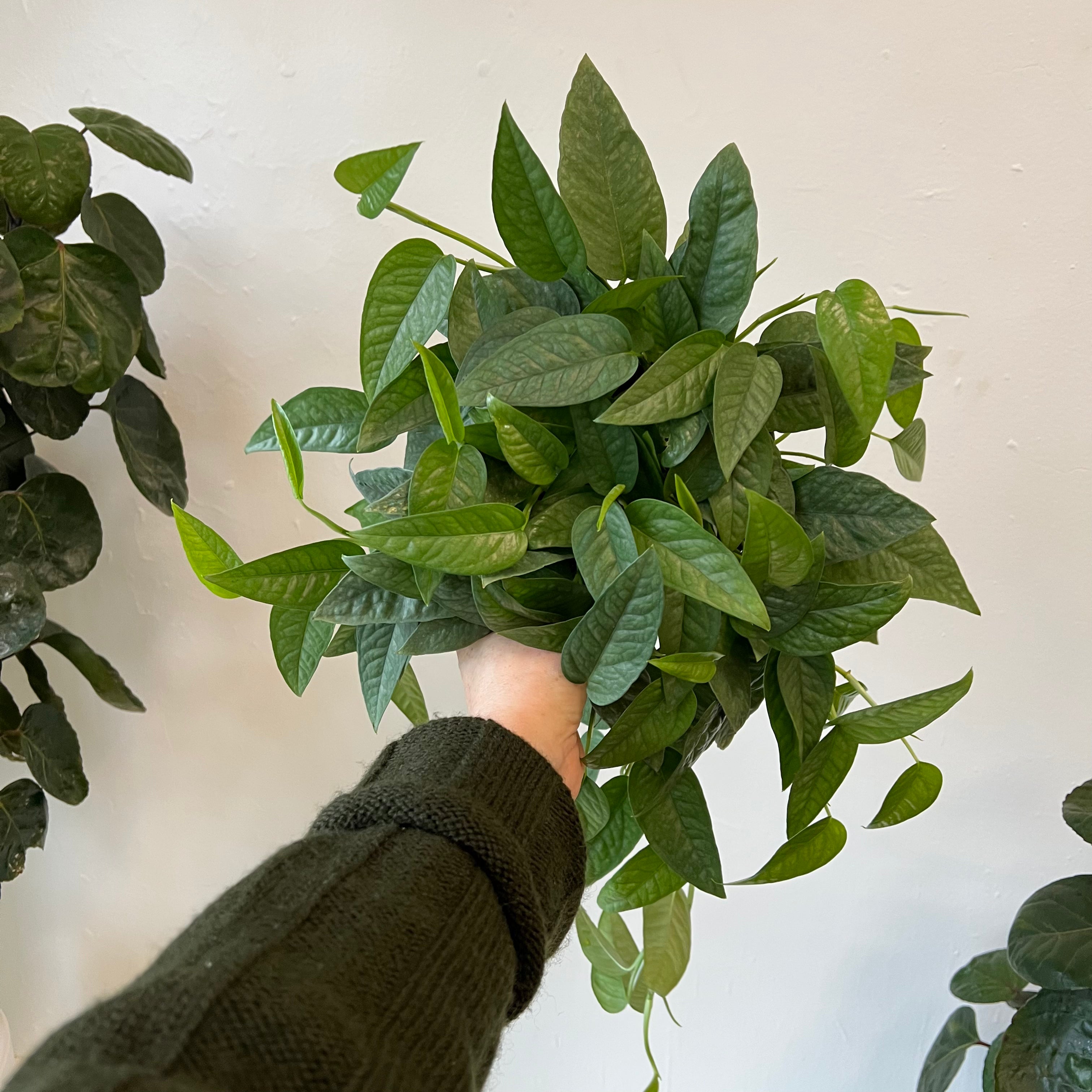 Cebu Blue Pothos Plant - Live Indoor Houseplant for Home & Office Decor - Low Maintenance Hanging or Tabletop Plant for Air Purification