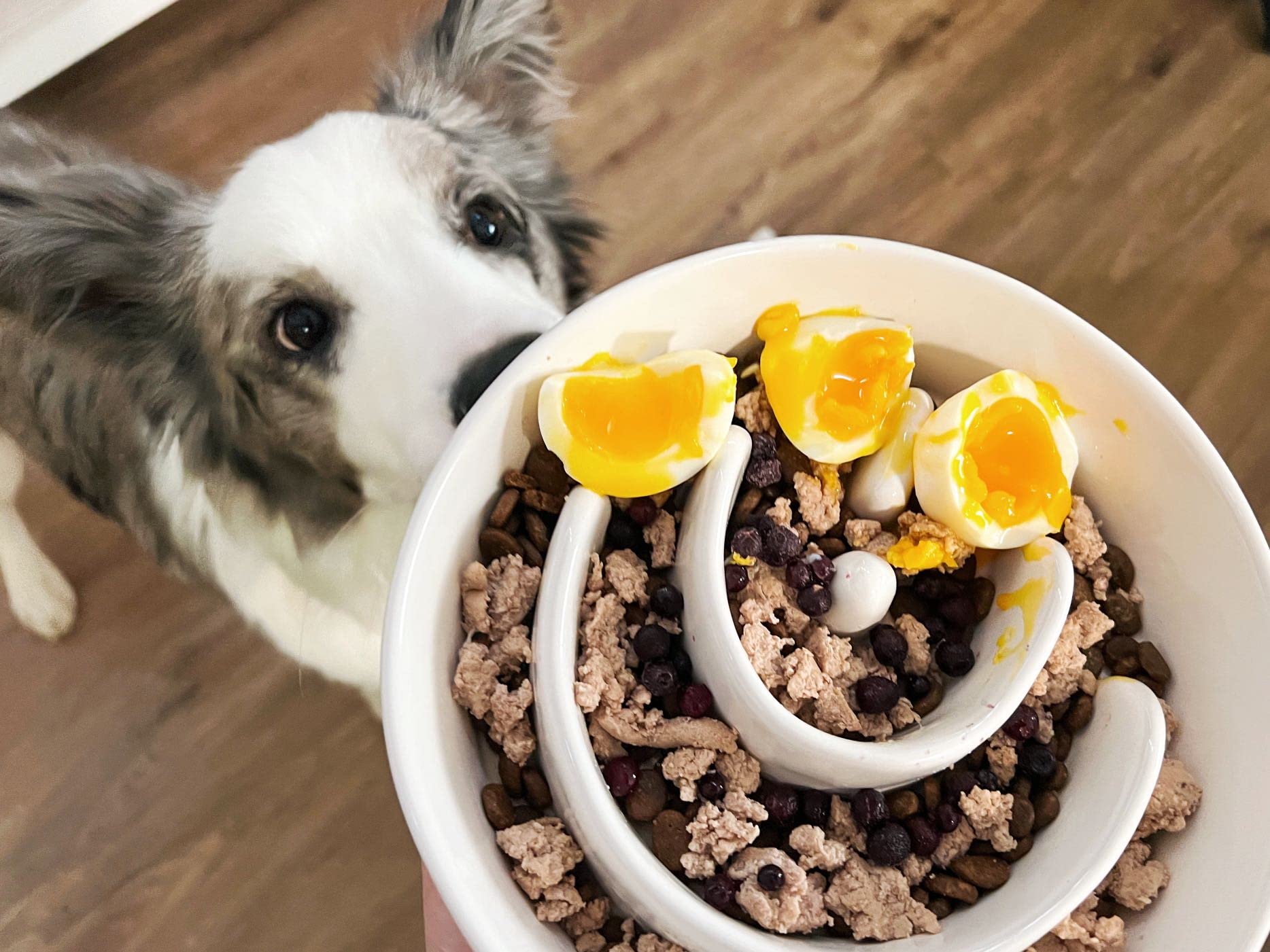 Slow Feeder Dog Bowl - 1.5 Cup Ceramic Puzzle Feeder for Small & Medium Dogs | Maze Design Food Bowl for Puppies & Fast Eaters | White Pet Dish to Control Eating Speed | Perfect for Mealtime Enrichment & Digestion Aid