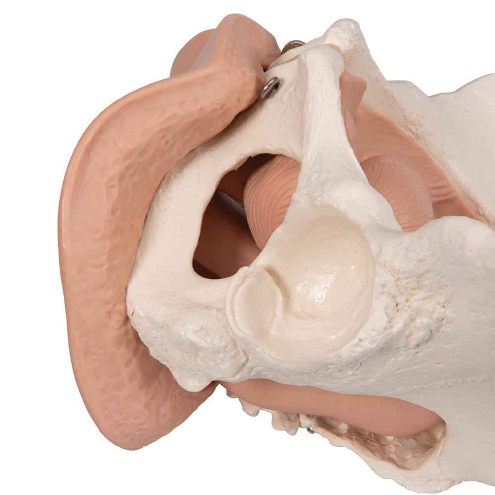 Female Pelvis Skeleton Model with Reproductive Organs - 3-Part Anatomical Model for Medical Education, Physical Therapy & OBGYN Training