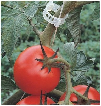 1000 Pack Tomato Trellis Clips for Vegetable Garden - Heavy Duty Plant Support Clips for Tomatoes, Vines & Climbing Plants - Perfect for Home Gardening, Greenhouse & Outdoor Plant Training