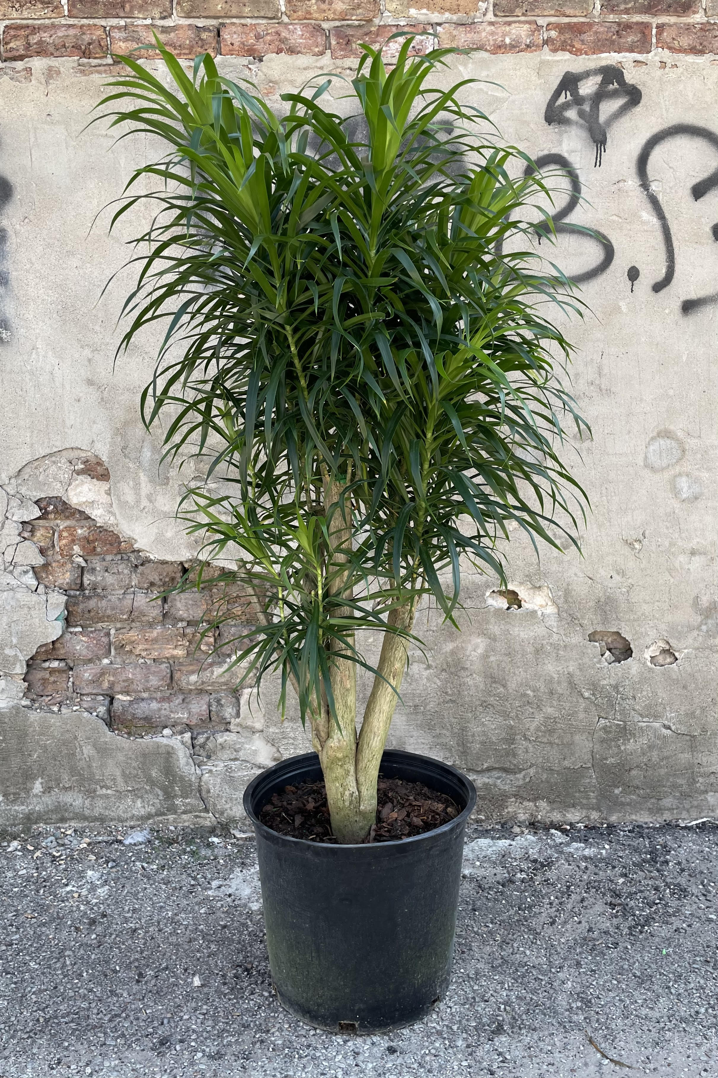 Dracaena 'Anita' Standard Stump Form 14