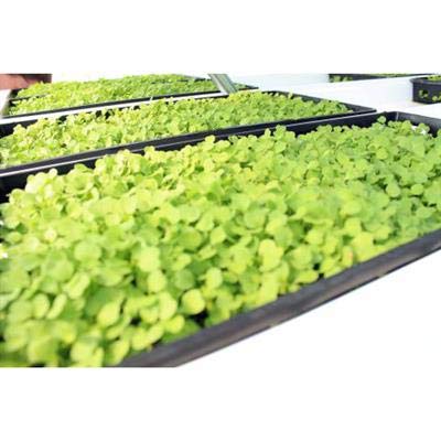 100 Pack - 1020 Heavy Duty Plant Trays Without Holes for Seed Starting, Propagation & Greenhouse Gardening - Durable Nursery Flat Containers for Indoor/Outdoor Use