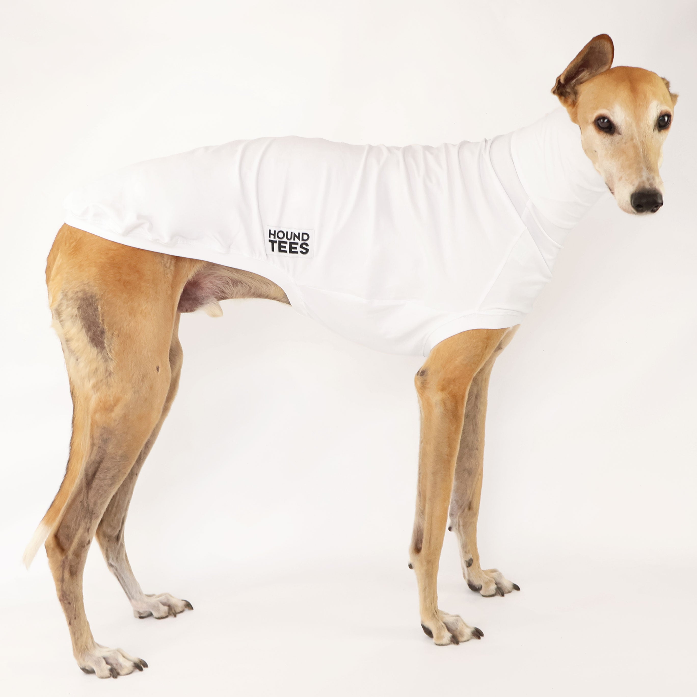 Custom UV Sun Suit for Dogs - Sun Protection for All Breeds | Perfect for Beach, Pool & Outdoor Adventures