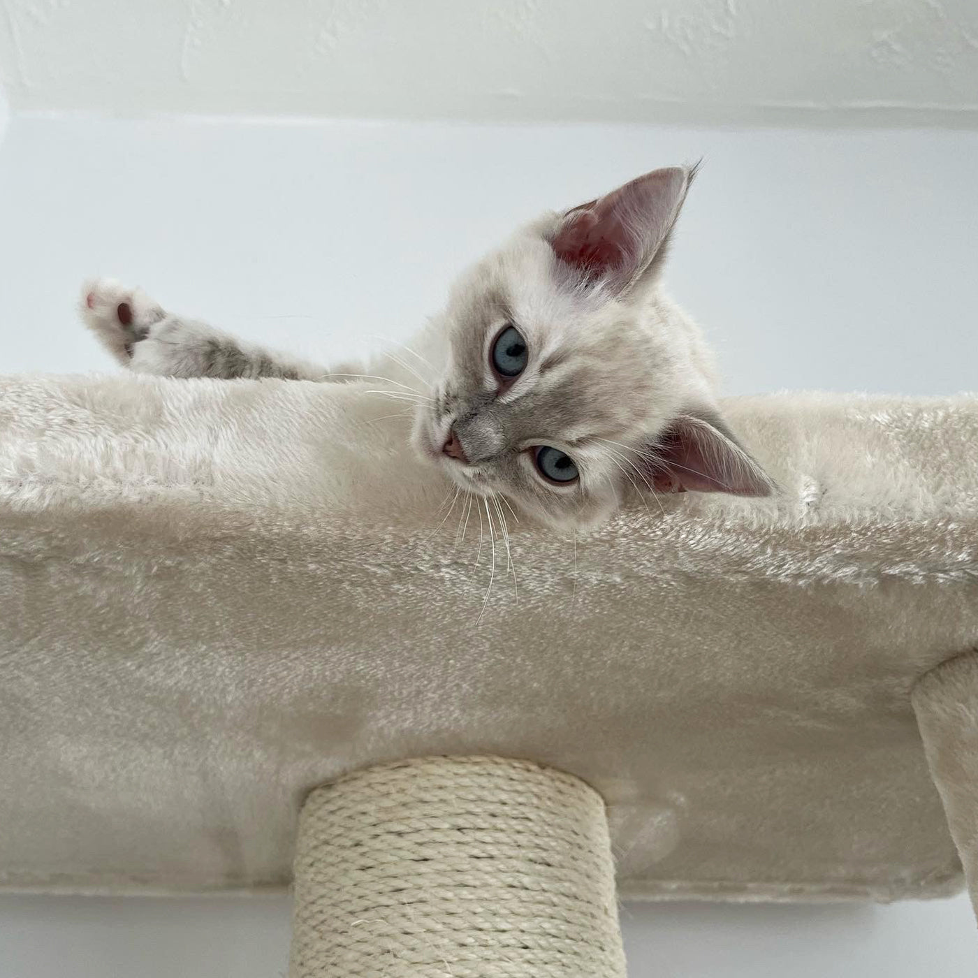 Lucky Rebels Parklane 175cm Cat Tree - Premium Large Cat Tower with Scratching Posts, Perches & Condo for Indoor Cats - Perfect for Play, Rest & Climbing in Home or Apartment