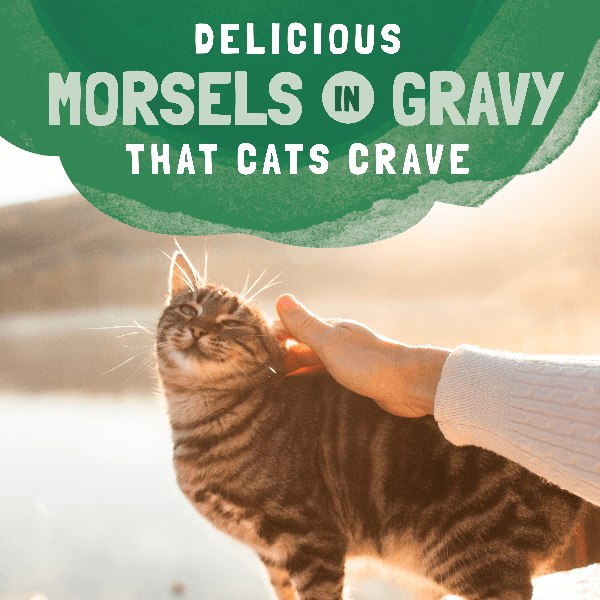 Natural Balance Platefulls Chicken & Giblets Recipe Morsels in Gravy Cat Food Pouch - Grain-Free Wet Cat Food for Adult Cats - Perfect for Mealtime & Special Treats