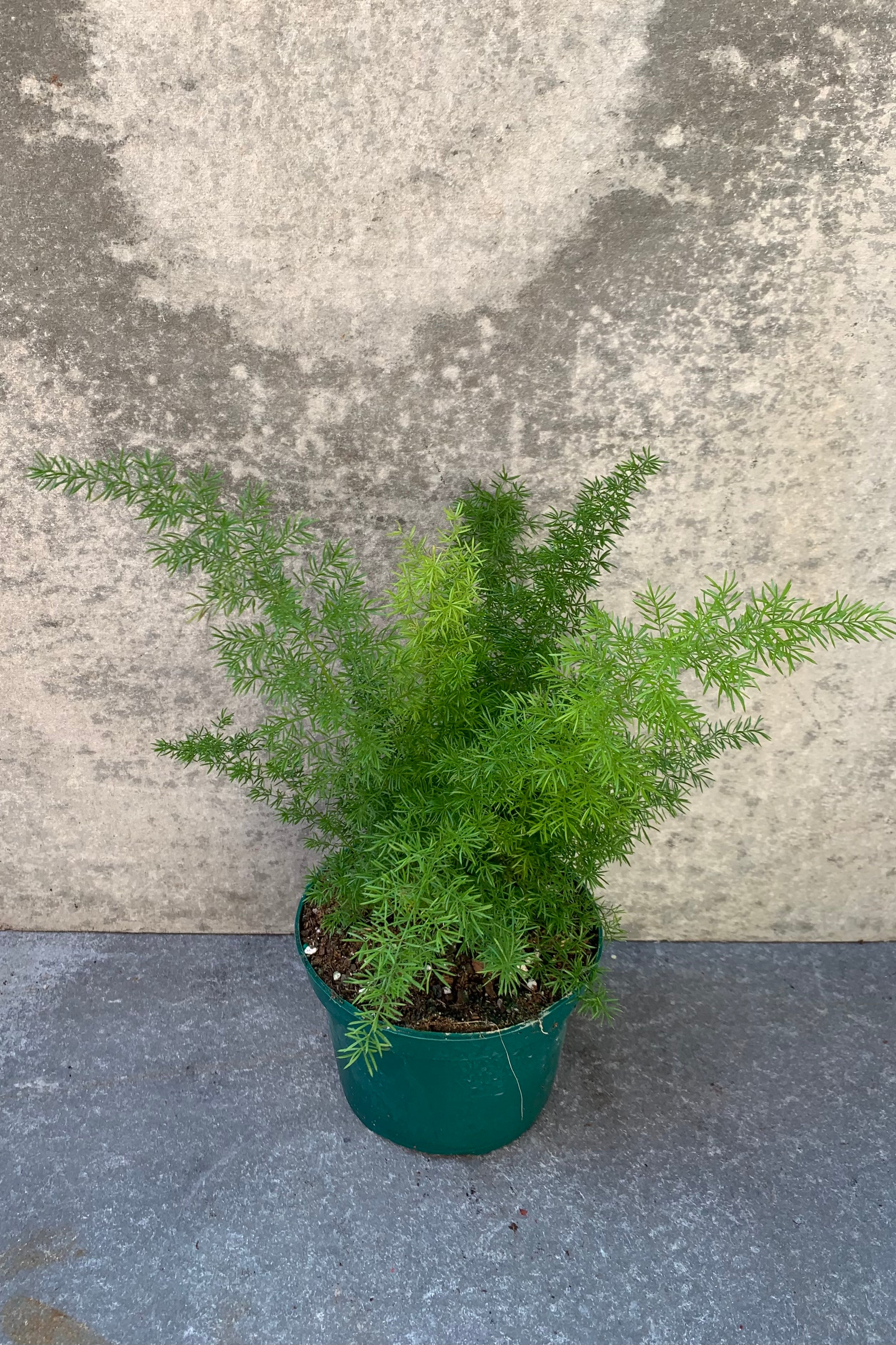 Buy Asparagus Fern 'Myersii' - 6