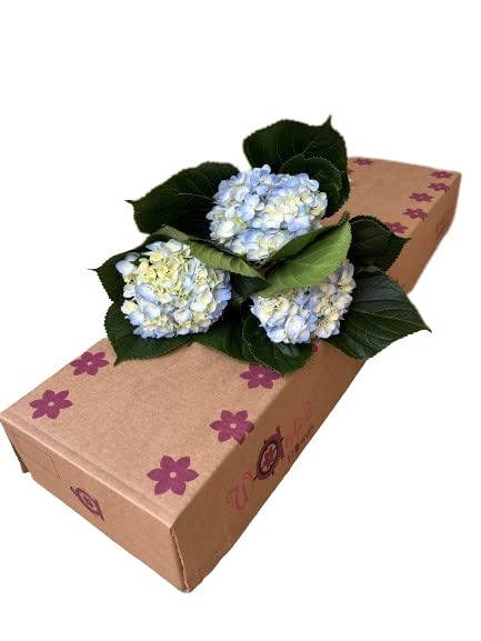 Premium Fresh Cut Blue Hydrangea Flowers - Pack of 15 Stems | Farm Direct | Perfect for Weddings, Home Decor & Floral Arrangements