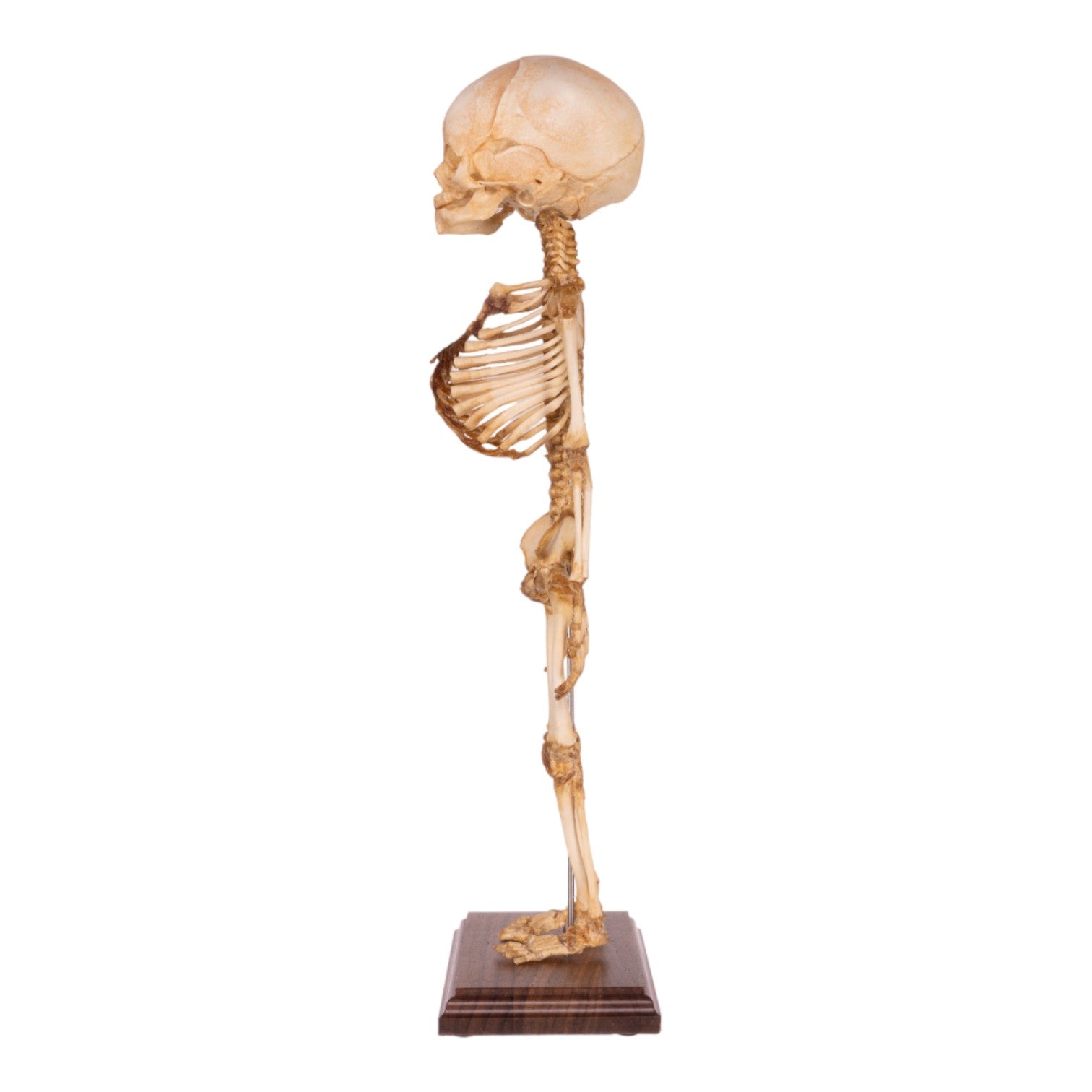 Premium Human Fetal Articulated Skeleton Model with Stand - Medical Education, Anatomy Study & Research Tool for Students and Professionals