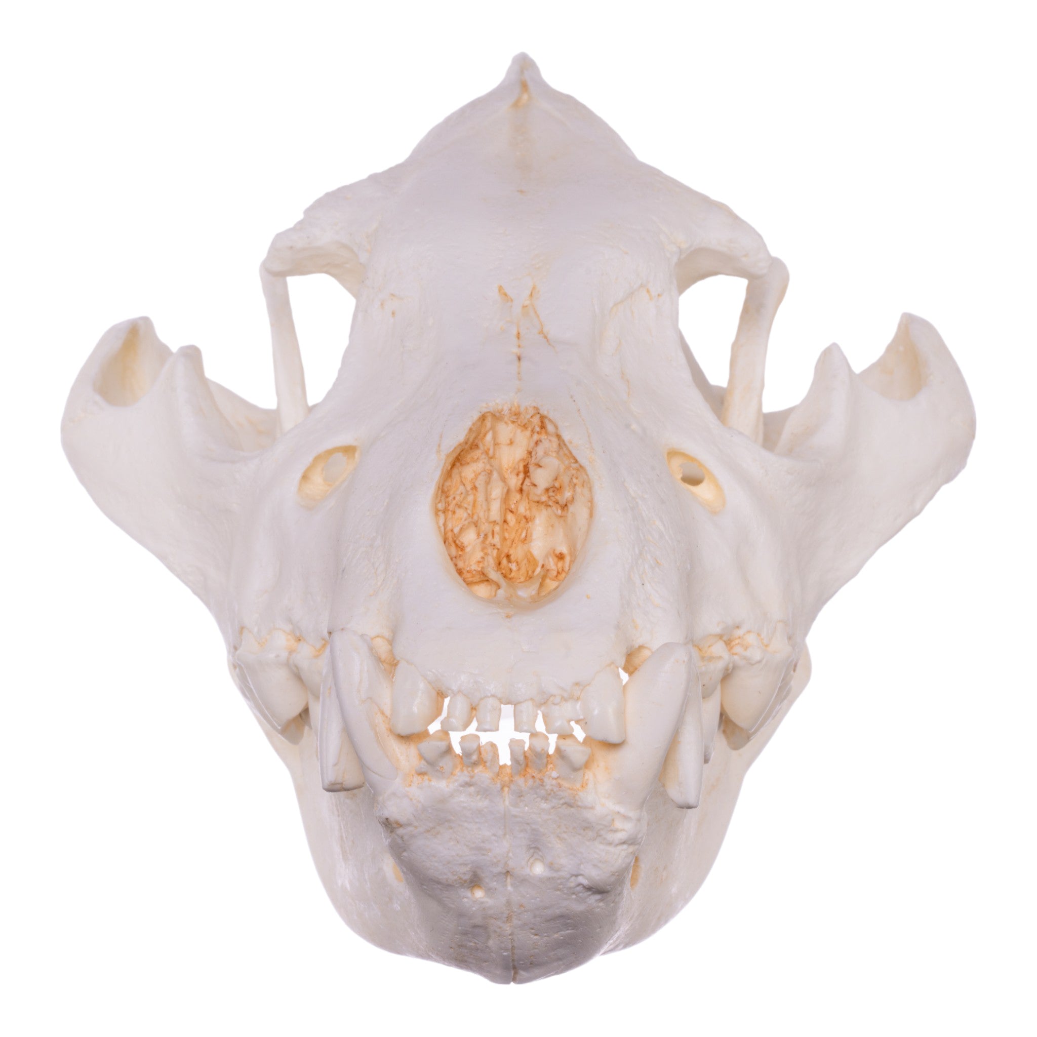 Realistic Brown Hyena Skull Replica - Lifelike Animal Skull Model for Home Decor, Halloween Props, and Educational Displays