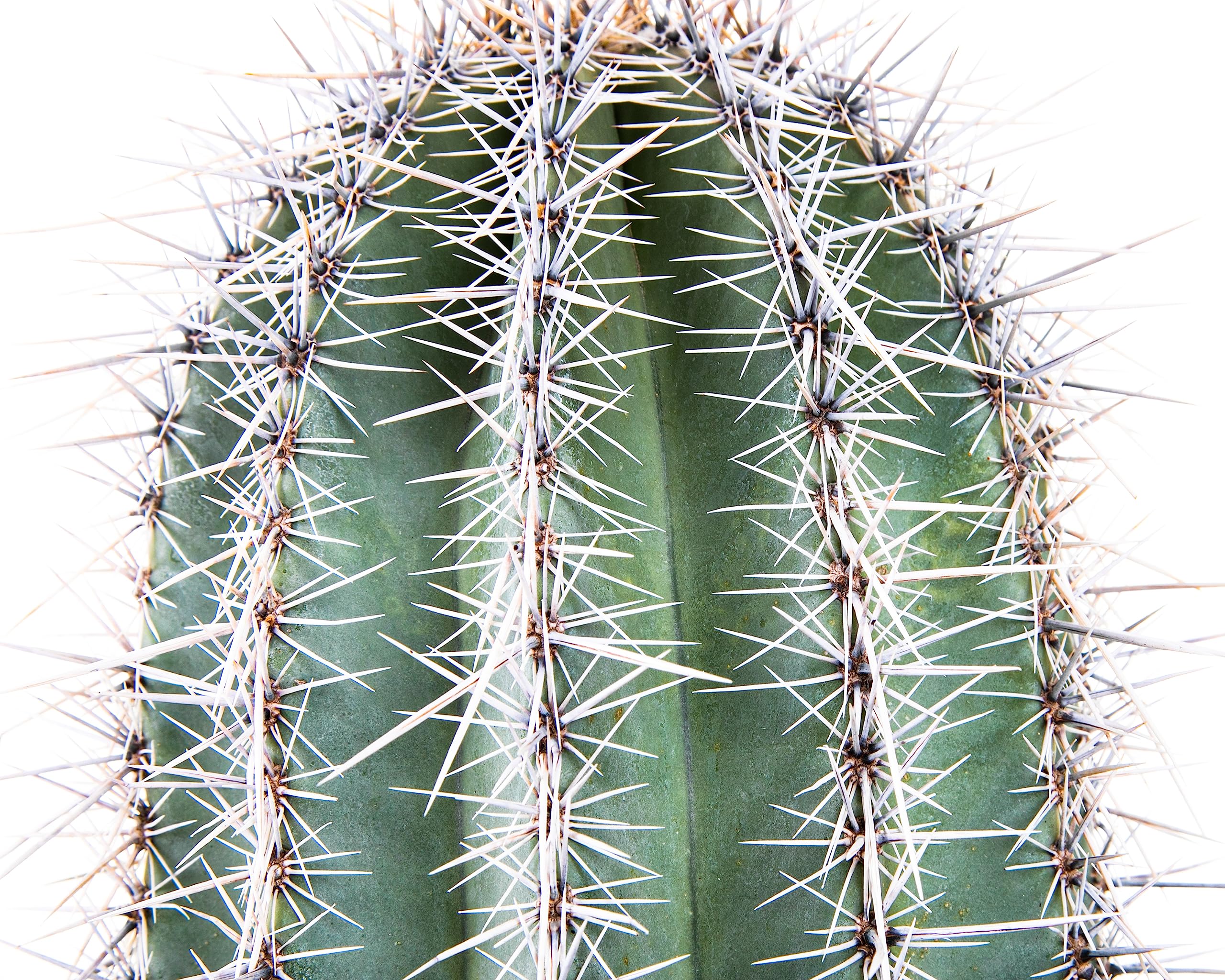 Live Saguaro Cactus Plant - 3 Feet Tall Large Outdoor Cactus for Desert Landscaping & Xeriscape Gardens | Drought-Tolerant Succulent for Home Decor, Office, or Patio