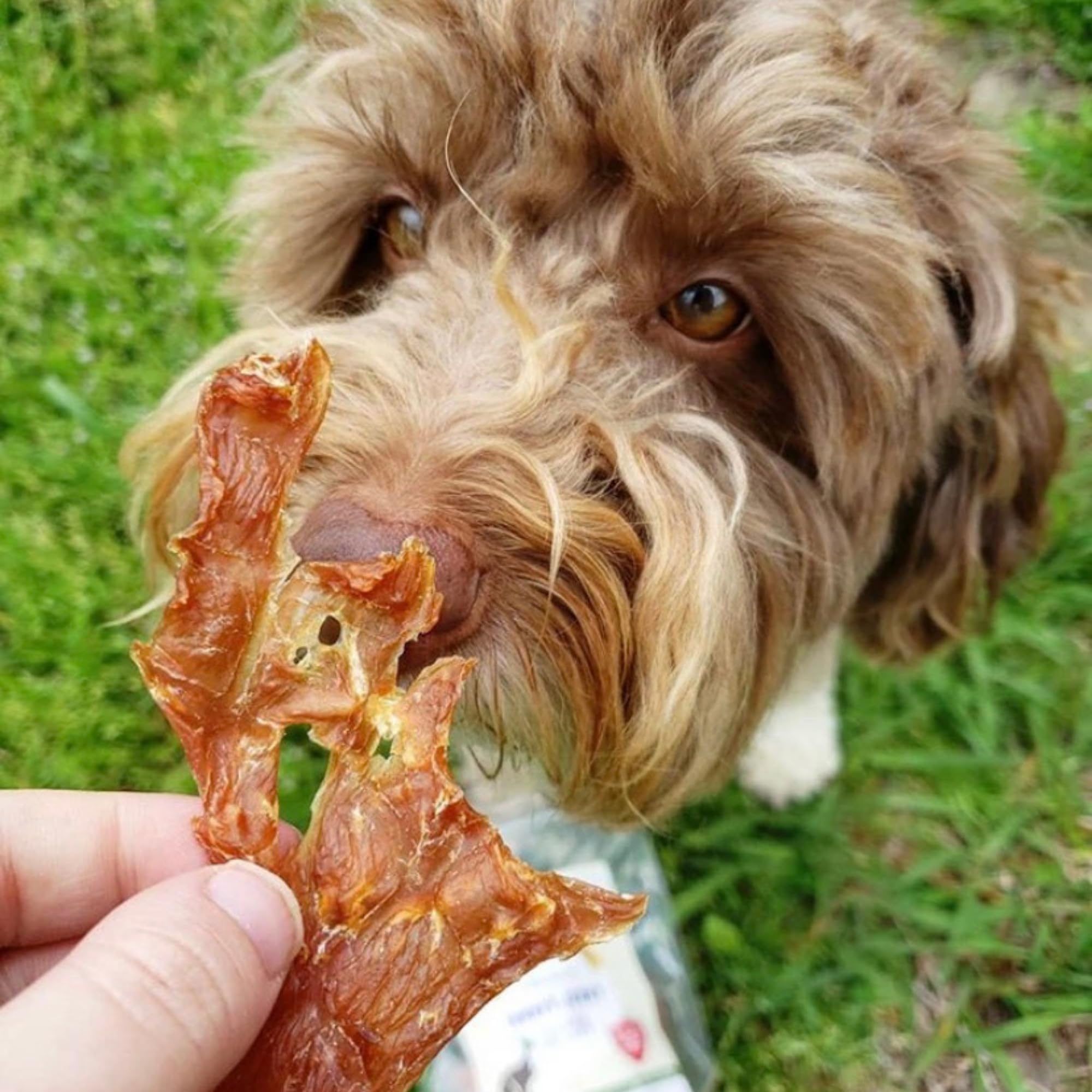 Premium USA-Made All-Natural Turkey Breast Dog Jerky Treats - Grain Free, No Preservatives - Healthy Training Snacks for Dogs & Cats - Perfect for Obedience Training, Travel Rewards, and Daily Bonding Moments