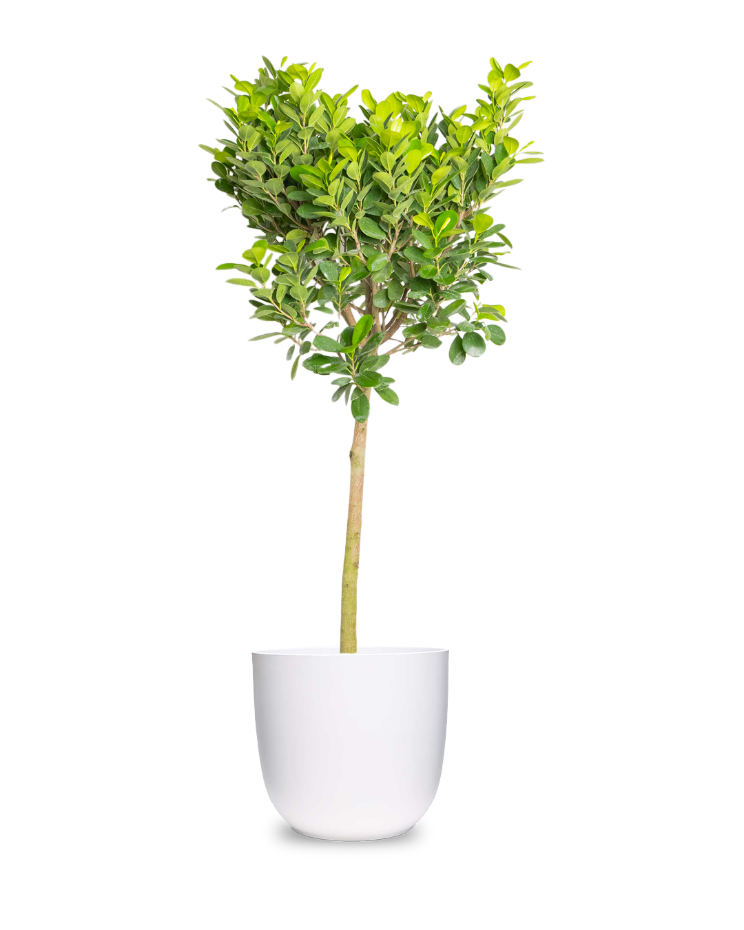 14 Inch Ficus Moclame Potted Plant - Perfect for Home Office Decor, Living Room Greenery & Indoor Air Purification