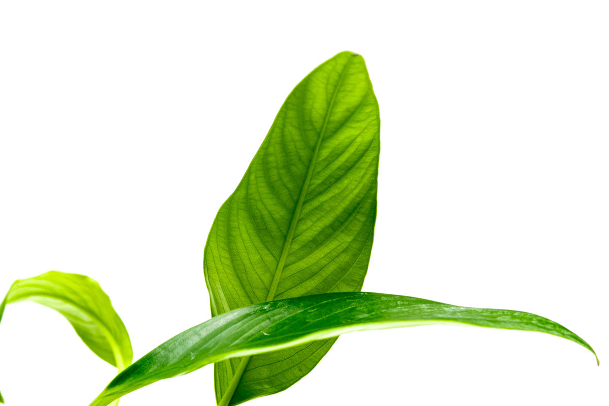 Anubias Glabra Live Aquarium Plant - Easy Low Light Aquatic Plant for Fish Tanks, Aquascaping & Freshwater Aquariums