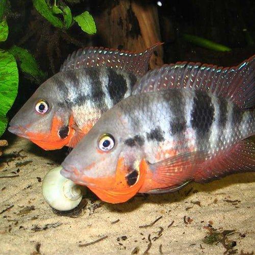 Firemouth Cichlid (Thorichthys Meeki) - Live Tropical Fish for Aquarium - Perfect for Community Tanks & Cichlid Enthusiasts