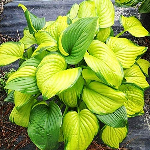 Stained Glass Hosta Plant - Colorful Perennial Shade Garden Plant for Landscaping & Outdoor Decor