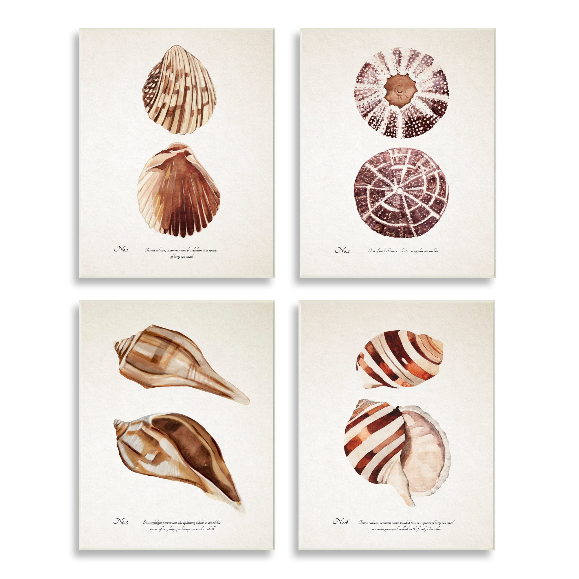Stupell Industries Elegant Beach Seashells Wall Art - Exquisite Marine Life Coastal Decor by Annie Warren | Perfect for Beach House, Bathroom & Coastal Living Room Decor