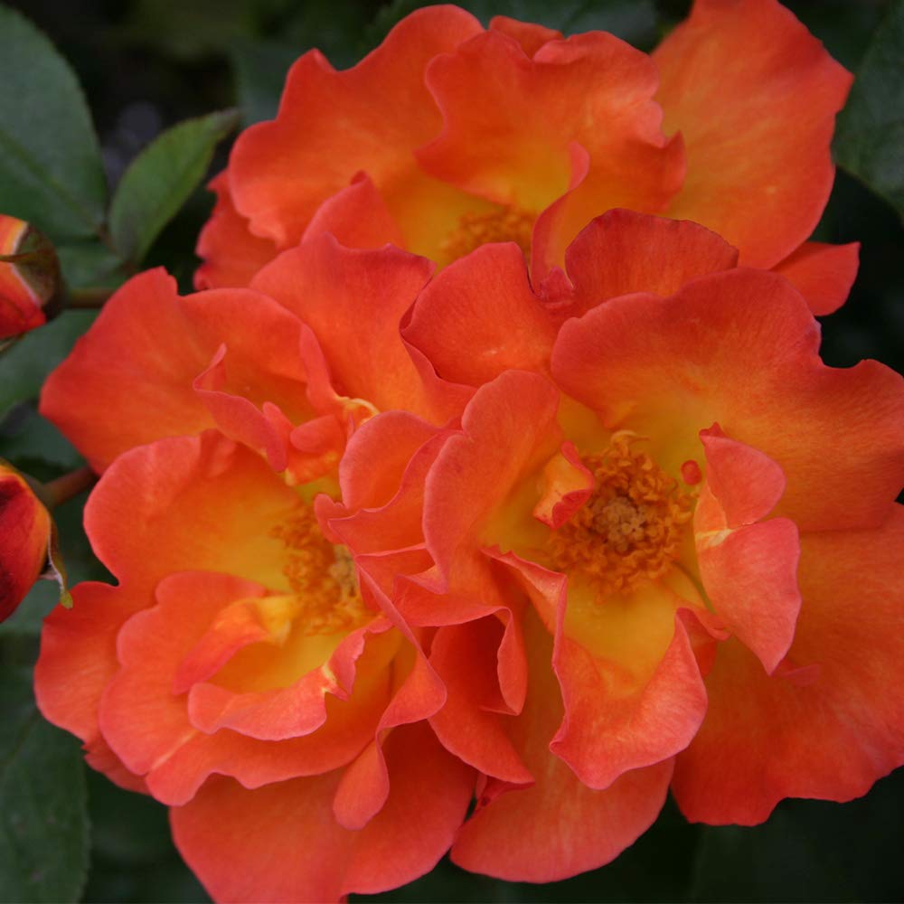 Heirloom Roses Playboy® Multi Rose Bush - Live Shrub for Outdoor Planting | Perfect for Gardens, Landscaping & Home Decor