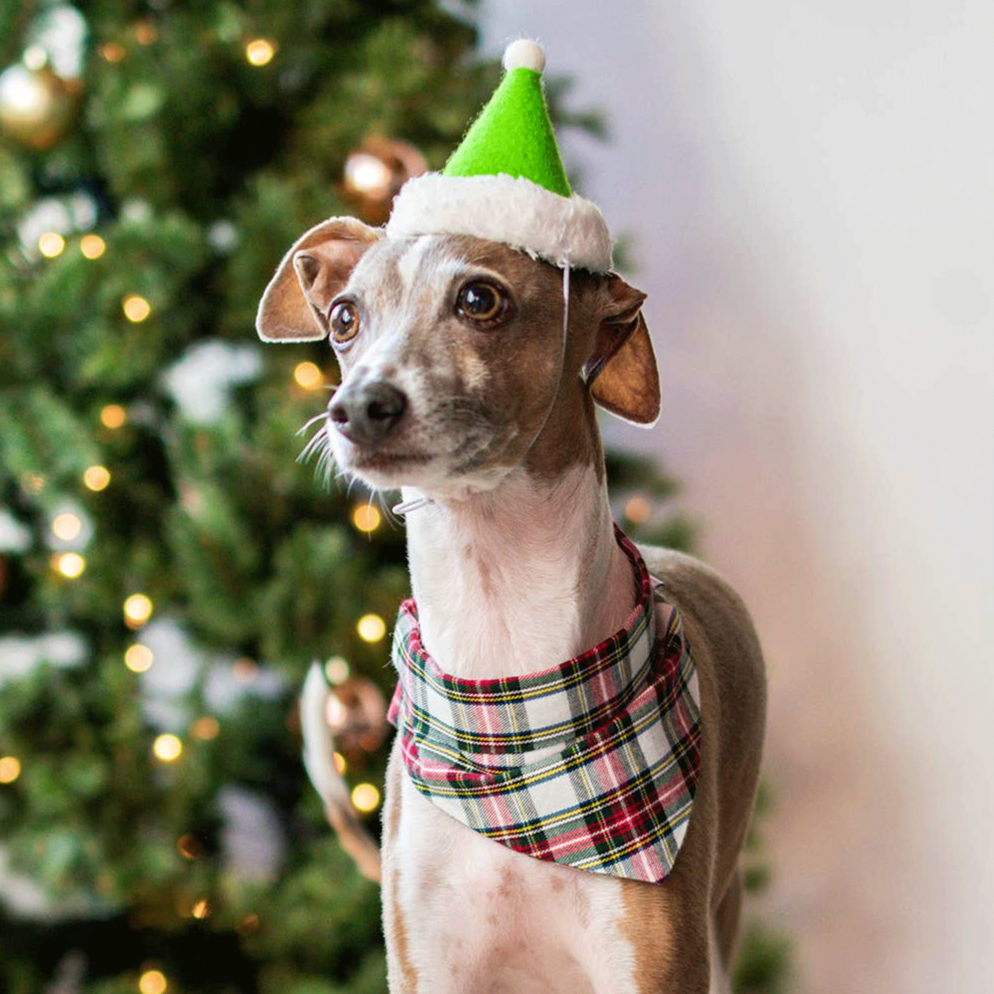 ModernBeast Holiday Hat for Dogs - Festive Green Dog Apparel for Christmas, Halloween & Parties - Cozy Pet Costume for Small Medium Large Breeds