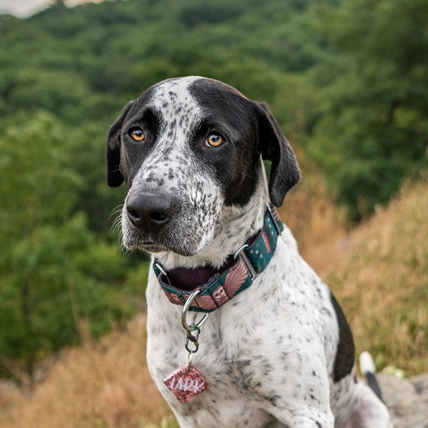 Emerald Owl Dog Collar - Adjustable Pet Collar with Safety Buckle for Small Medium Dogs - Perfect for Daily Walks, Training & Outdoor Adventures