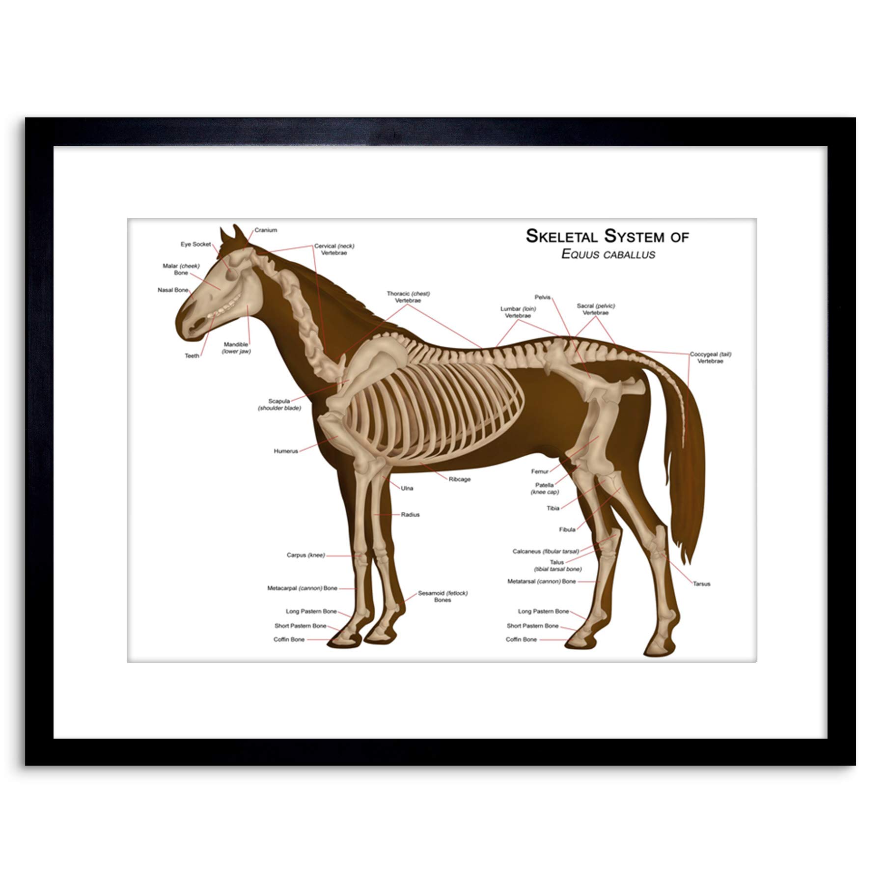 Vintage Horse Skeleton Anatomy Art Print - Framed Educational Poster 97x118cm - Perfect for Veterinary Offices, Biology Classrooms & Gothic Home Decor