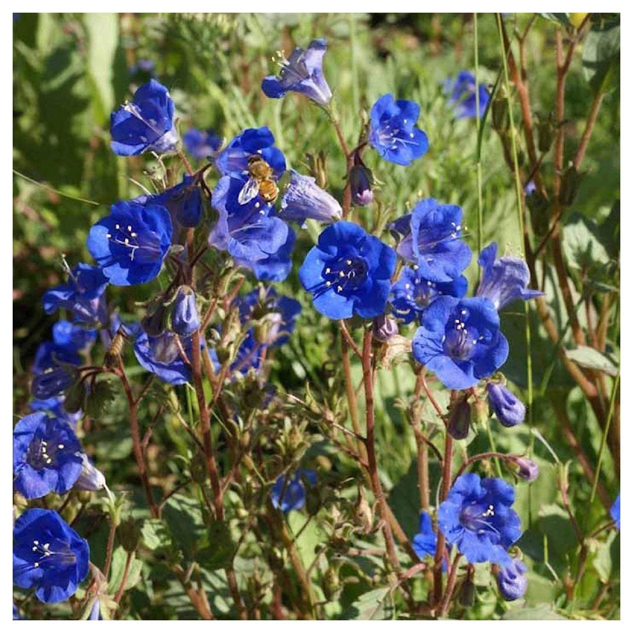 Everwilde Farms - 2000 California Bluebell Native Wildflower Seeds - Gold Vault Jumbo Seed Packet for Gardening, Landscaping & Pollinator Gardens - Non-GMO Flower Seeds for Attracting Bees & Butterflies
