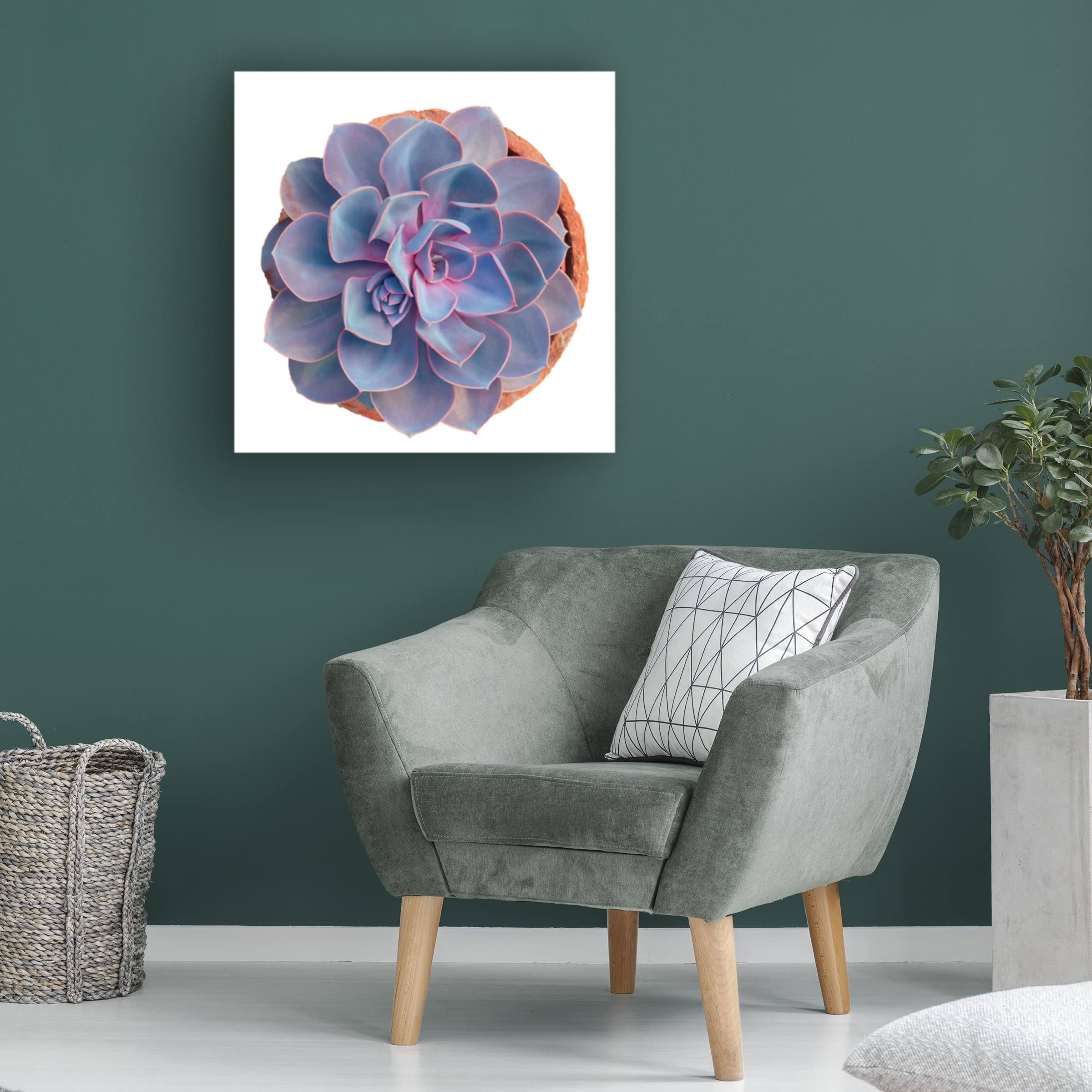 Trademark Fine Art 'Succulent Cut Out 14' Canvas Art by Cora Niele - Modern Botanical Wall Decor for Living Room, Bedroom & Office