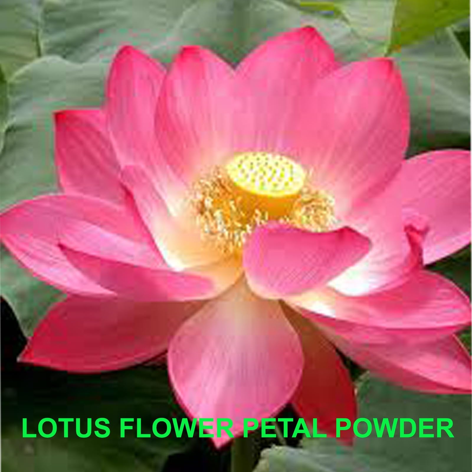Organic Lotus Flower Petal Powder (Kamal Phool/Thamarai Poo) - 100g | Pure & Natural for Skin Care, Tea, Baking & Ayurvedic Remedies | USDA Certified, Vegan & Gluten-Free | Perfect for DIY Beauty, Herbal Tea & Healthy Recipes