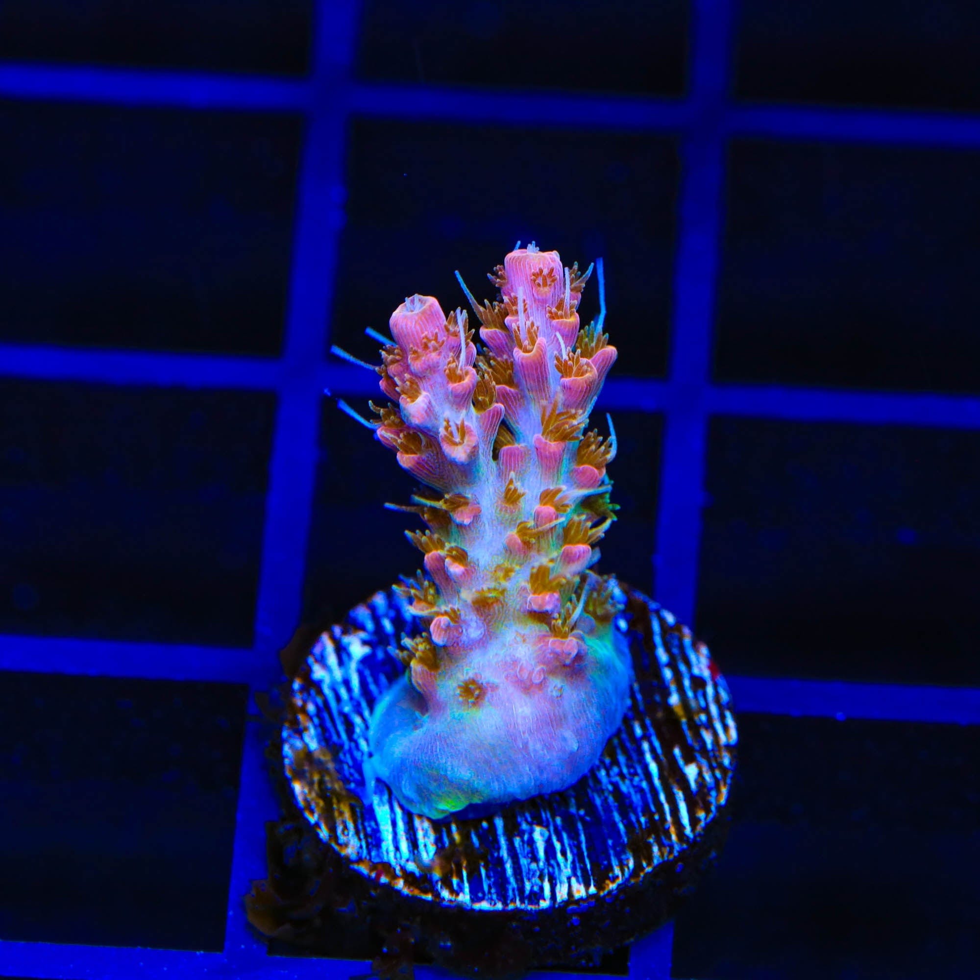 Premium CC Voodoo Majick Acropora Coral for Saltwater Aquariums - Vibrant Live Coral for Reef Tanks & Marine Aquascaping